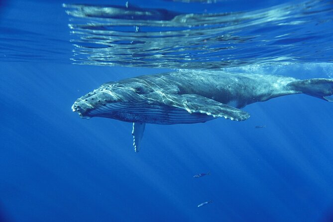 Kayak and Whale Watching Tour - Who Will Most Appreciate This Tour