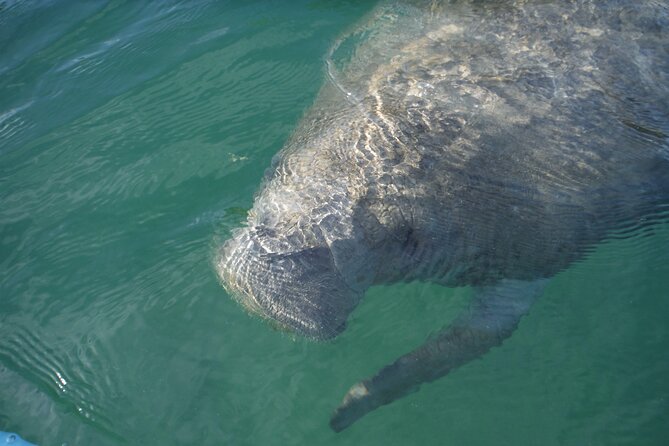 Kayak Eco Tour in Don Pedro Island - Wildlife Spotting Along the Paddling Route
