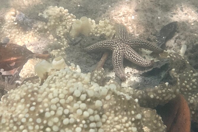 Kayak Eco Tour in Don Pedro Island - Focused Education with a Florida Master Naturalist Guide