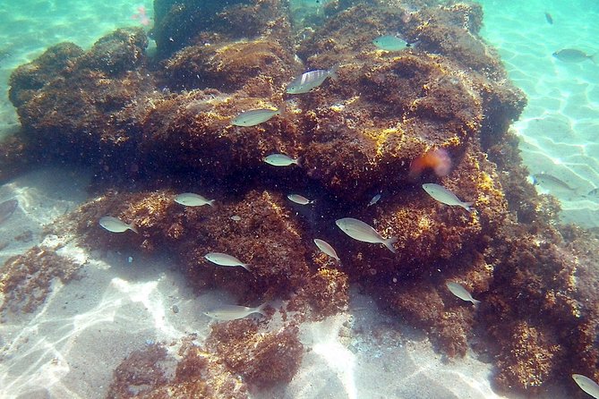 Kayak excursion in Playa de Aro - Experience Level and Physical Requirements