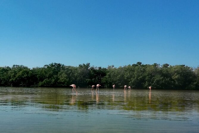 Kayak Experience in the Mangroves of Holbox Island - The Guide and Tour Group Dynamics
