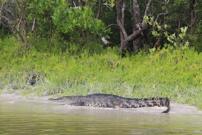 Kayak Experience in the Mangroves of Holbox Island - Paddling Through the Inlet: What You Can Expect