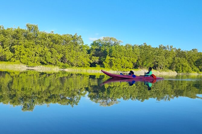 Kayak Experience in the Mangroves of Holbox Island - Respecting Nature in the Mangrove Ecosystem