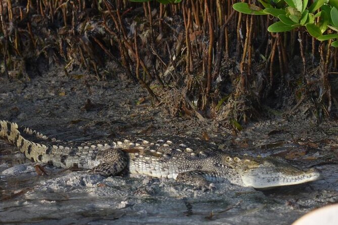 Kayak Experience in the Mangroves of Holbox Island - Customer Experience and Common Praise