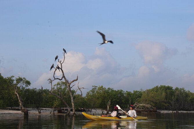 Kayak Mangroves Sunrise Experience - Equipment, Food, and Additional Amenities