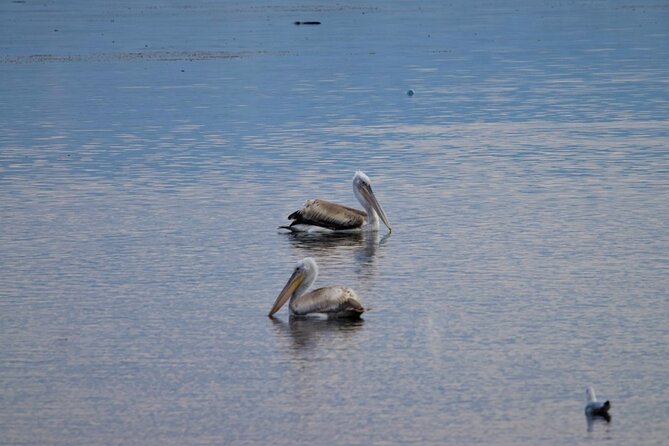 Kayak or Stand Up Paddle in Shkodra Lake and Buna River - Discovering the XIII Century Church of Shirq