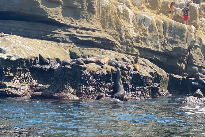 Kayak Rental For 2 (2 hour tandem kayak in La Jolla) - Practical Tips for Your Kayaking Adventure