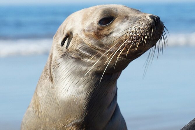 Kayak Rental for Two People in La Jolla - The Flexibility of Booking and Cancellation Policies