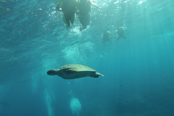 Kayak Route along the Volcanic Coast in Tenerife South with Snorkeling - The Experience with Guides and Group Size