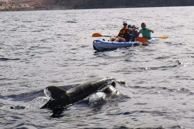 Kayak Route along the Volcanic Coast in Tenerife South with Snorkeling - Weather Conditions and Safety Measures