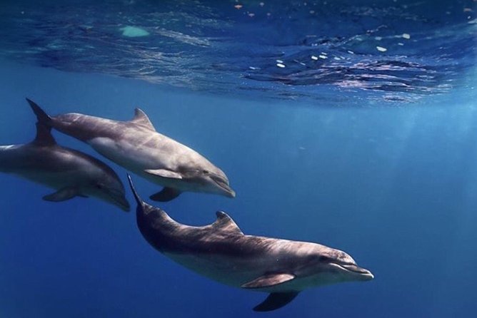 Kayak Safari with Dolphin and Turtle Watching in Guaza - Handling Conditions and Physical Demands