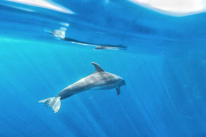 Kayak Safari with Dolphin and Turtle Watching in Guaza - Reviews and Guest Satisfaction