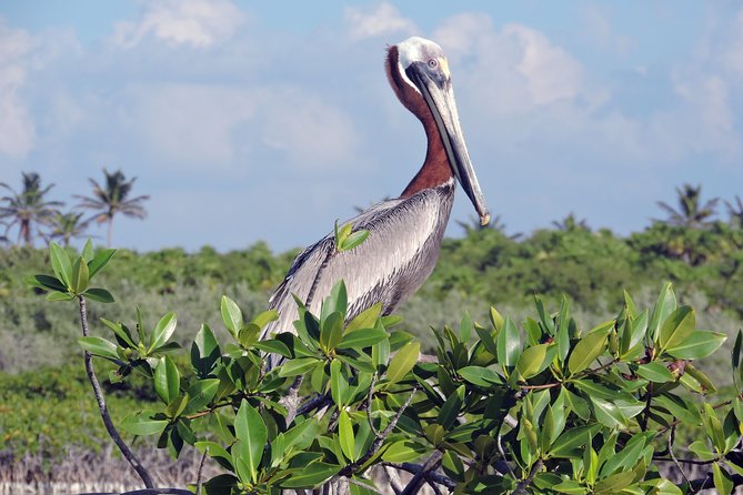 Kayak Sian Kaan Biosphere Reserve Sunset Tour - Physical Requirements and What to Bring