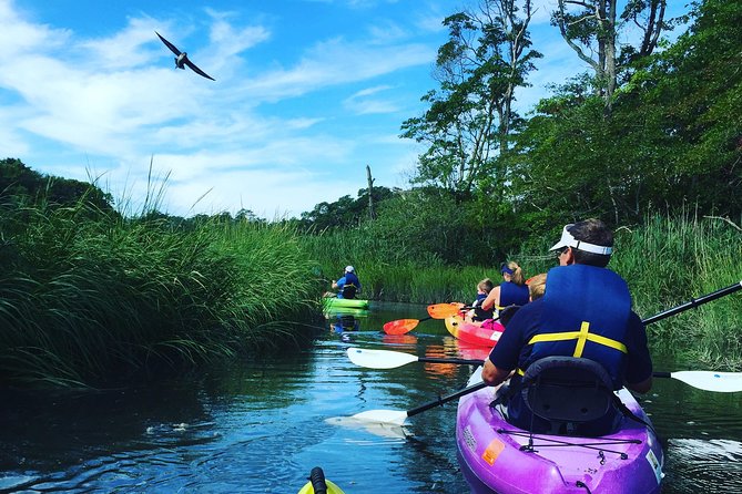 Kayak The Creek Nature Tour - Key Points