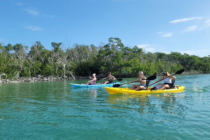 Kayak through Mangrove Forests in the Florida Keys - Discover the Magic of Florida’s Mangrove Ecosystem on a Kayak Tour in Key Largo