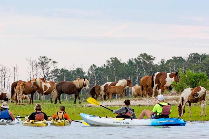 Kayak Tour along Assateague & Chincoteague Island, Virginia - Exploring Assateague Island’s Shores and Wildlife Habitat