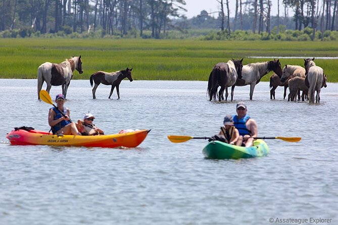 Kayak Tour along Assateague & Chincoteague Island, Virginia - The Role of the Guide in Enhancing the Experience