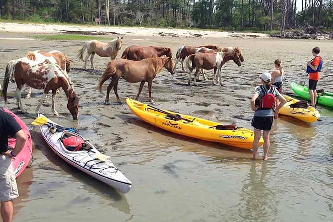 Kayak Tour along Assateague & Chincoteague Island, Virginia - Paddling Conditions and Physical Demands