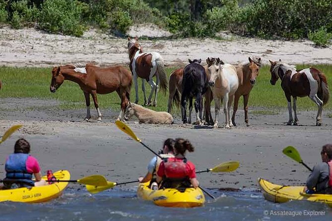 Kayak Tour along Assateague & Chincoteague Island, Virginia - Pricing and Booking in Advance