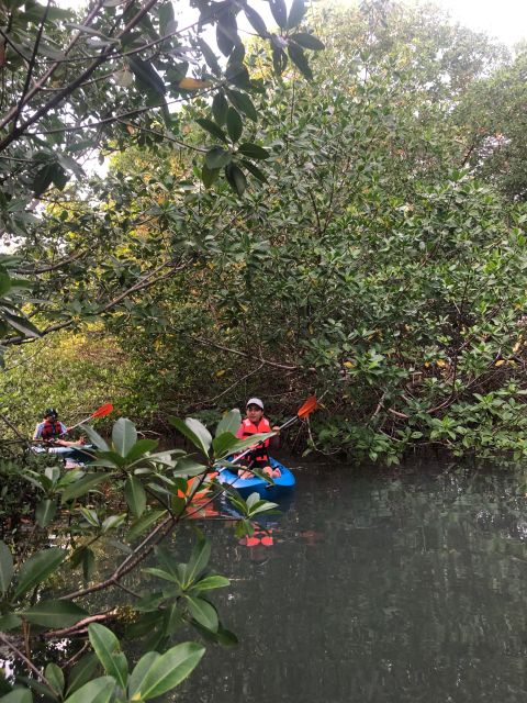 Kayak Tour in Cancun with Photos included - Final Thoughts on the Cancun Kayak in Nichupté Lagoon