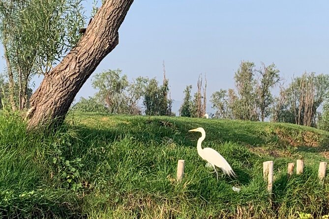 Kayak tour in Xochimilco - The Traditional Trajineras and Local Culture