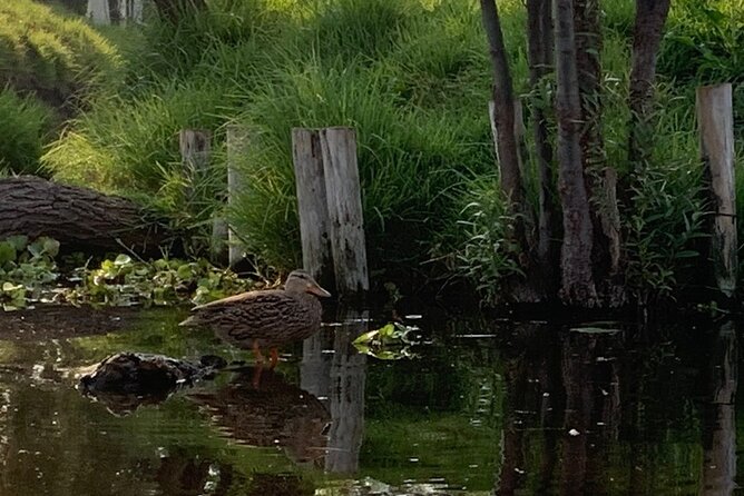 Kayak tour in Xochimilco - Value for Money and Alternatives