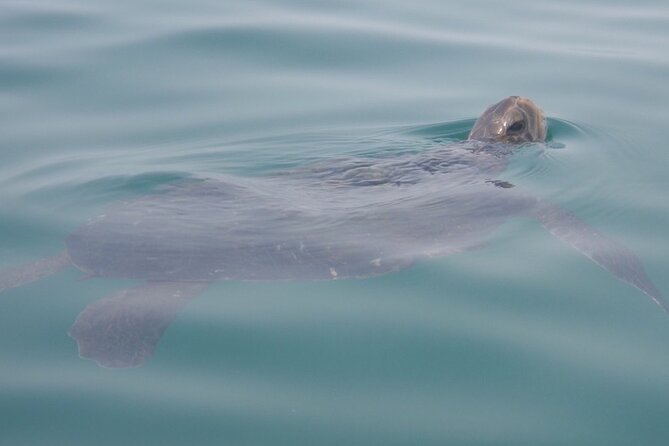 Kayak Tour of the 7 Caves - Paddling and Safety: Instructions and Equipment Provided