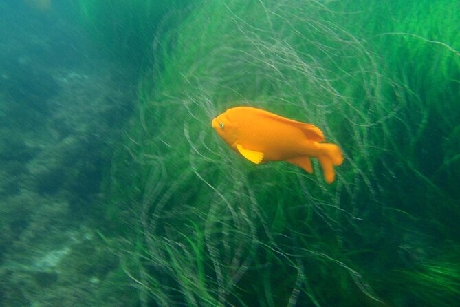 Kayak Tour of the 7 Caves - Value and Booking Insights