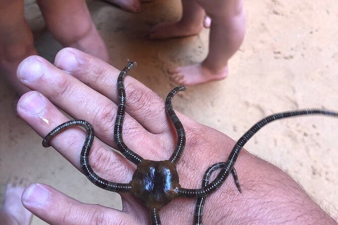 Kayak Tours with Amazing Caves, sea life and Marine Biologist . - What Makes This Kayak Tour in Portimao Unique