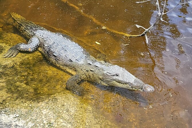 Kayak Trip, 1 Wet Hike + 2 dry hikes in Everglades National Park - Discovering Endangered Ecosystems at Pineland Trail