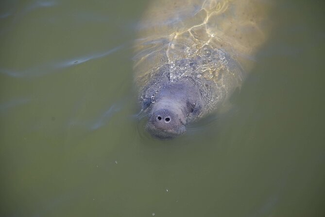 Kayak Trip, 1 Wet Hike + 2 dry hikes in Everglades National Park - The Wettest Part: Guided Kayak Trip with Wildlife