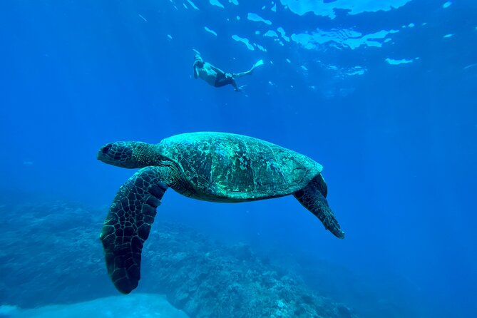 Kayak, Whale Watch, and Snorkel With Optional Photo and Video - Physical Requirements and Suitable Participants