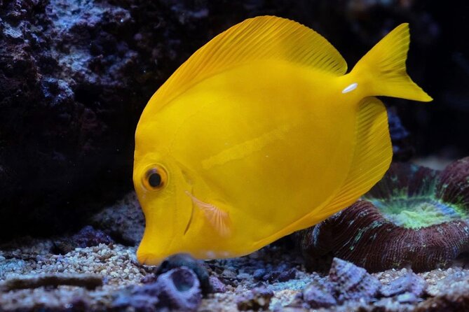 Kayak, Whale Watch, and Snorkel With Optional Photo and Video - Why This Tour Usually Gets Top Ratings