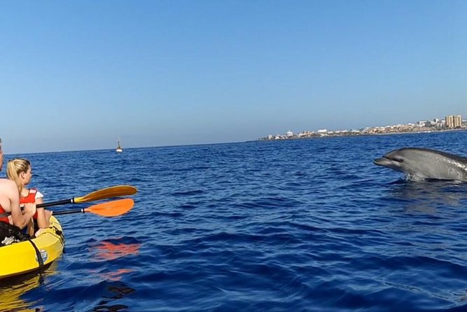 Kayak with Dolphin & Turtle Watching Private Tour - Snorkeling in Tenerife: Equipment and Opportunities