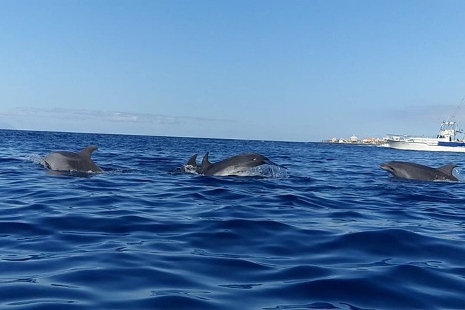 Kayak with Dolphin & Turtle Watching Private Tour - Visiting the Palmar Cave and Admiring the Coastal Cliffs