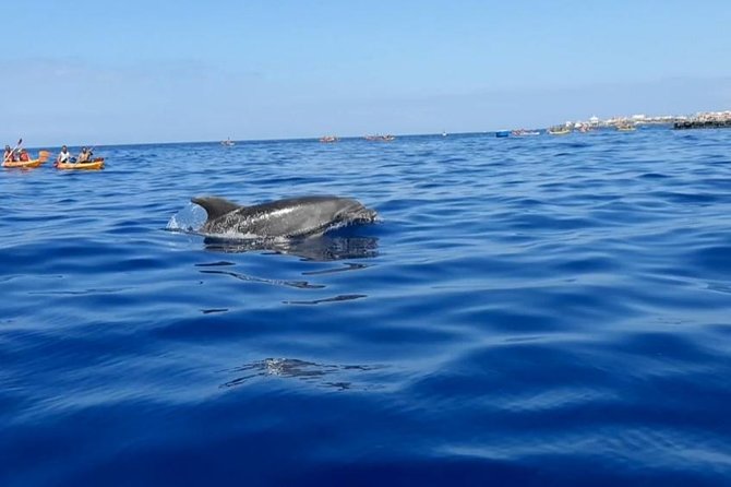 Kayak with Dolphin & Turtle Watching Private Tour - The Experience with Knowledgeable and Friendly Guides