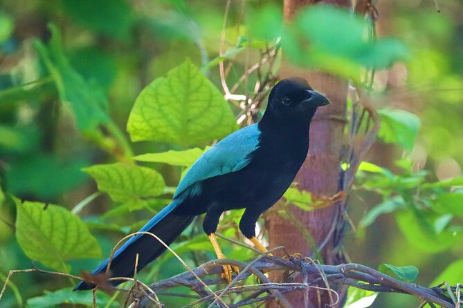 Kayaking Adventure at the Nichupte Lagoon in Cancun - What’s Included and What to Keep in Mind