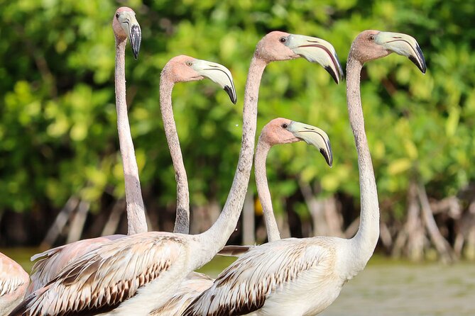 Kayaking Adventure at the Nichupte Lagoon in Cancun - Flexibility and Cancellation Policy