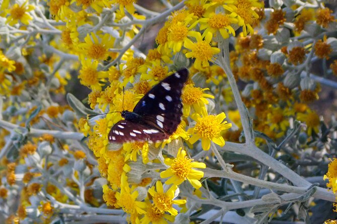 Kayaking Korula's Paradise -Half Day Guided Kayak Tour - Island Stops for Swimming and Exploring