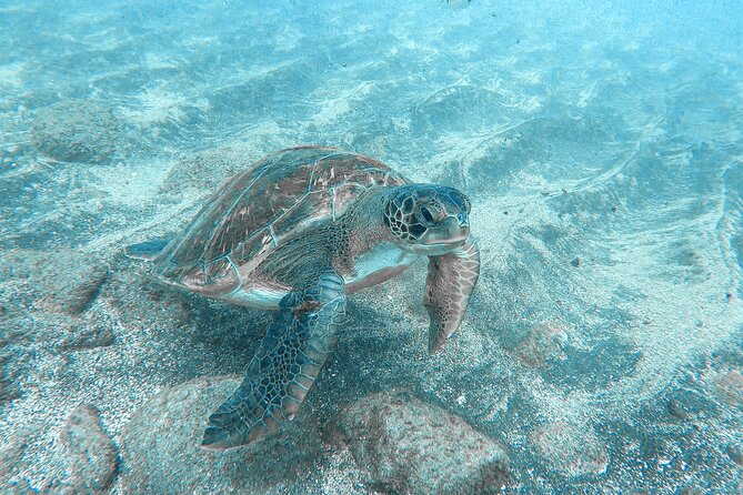 Kayaking + snorkeling with turtles - The Importance of Weather Conditions
