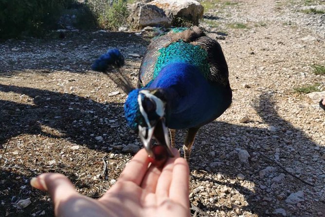Kayaking to Island Saint Jerolim with snorkeling activitie - Visiting Danijels Lighthouse and Recycling Constructions
