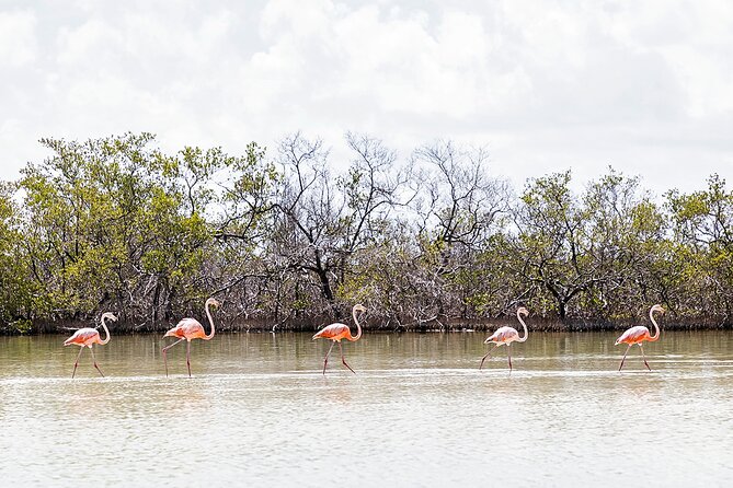 Kayaking Tour Through the Mangroves in Isla Holbox - Guide Expertise and Interaction