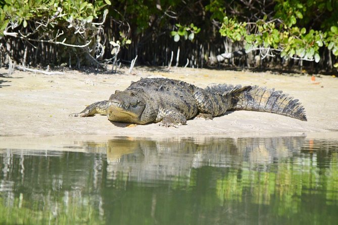 Kayaking Tour Through the Mangroves in Isla Holbox - Practical Tips for Participants