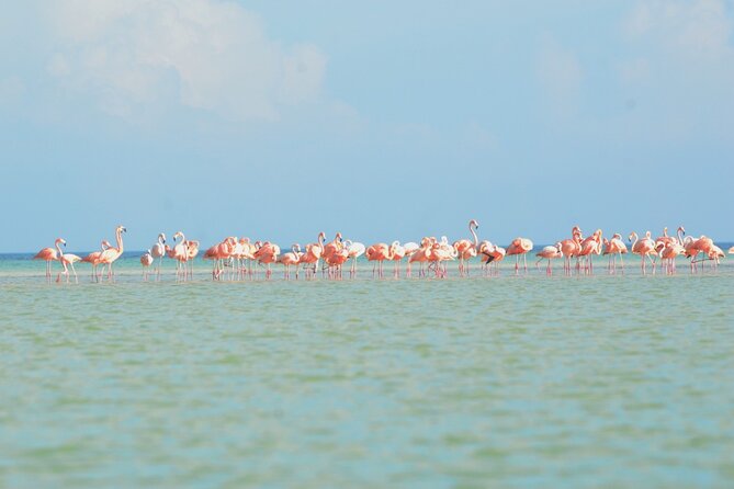 Kayaking Tour Through the Mangroves in Isla Holbox - Final Notes: Who Should Book This Tour?