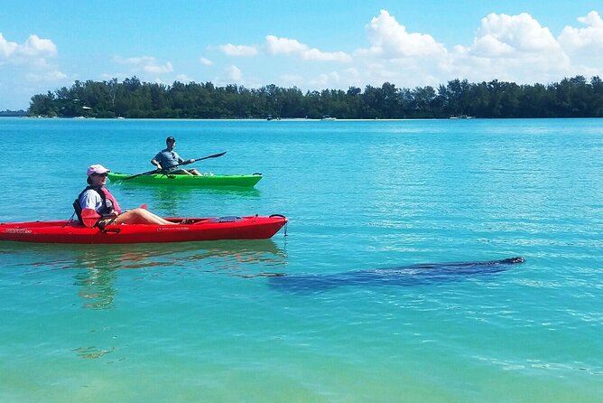 Kayaking with coastal wildlife in Sarasota Bay - Sarasota Bay Kayaking: The Only Outfit with Access to Pristine Waters