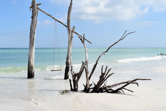 Kayaking with coastal wildlife in Sarasota Bay - Timing, Group Size, and Booking Tips