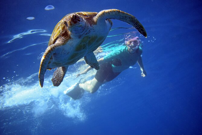 Kayaking with Dolphins and Turtles and Snorkelling in Tenerife - Discover the Excitement of Kayaking, Snorkeling, and Wildlife in Tenerife