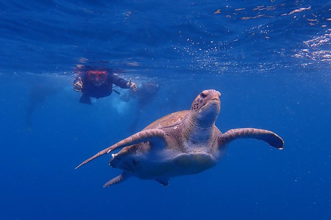 Kayaking with Dolphins and Turtles and Snorkelling in Tenerife - Key Points