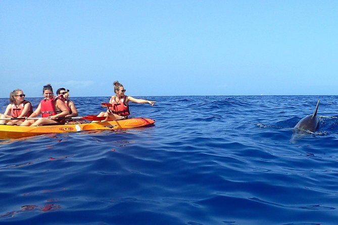 Kayaking with Dolphins and Turtles and Snorkelling in Tenerife - Wildlife Encounters and the Chance to See Dolphins and Turtles