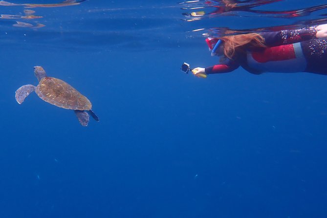Kayaking with Dolphins and Turtles and Snorkelling in Tenerife - Guides and Their Role in Creating a Safe, Enjoyable Atmosphere
